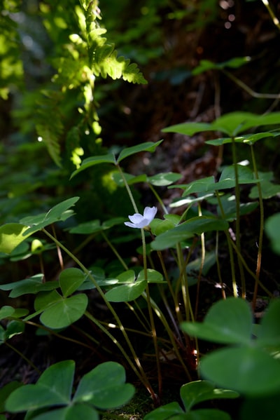 白色的花和绿叶
